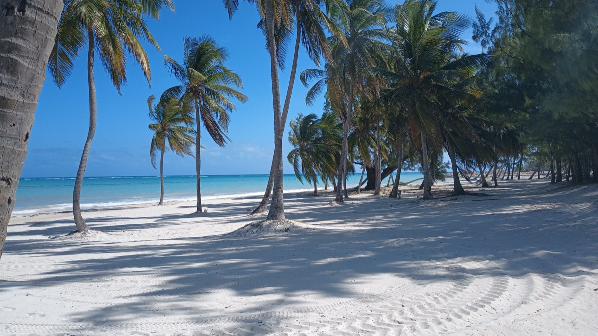 Playa de Cap Cana con arena blanca y un palmar que llega hasta la orilla.