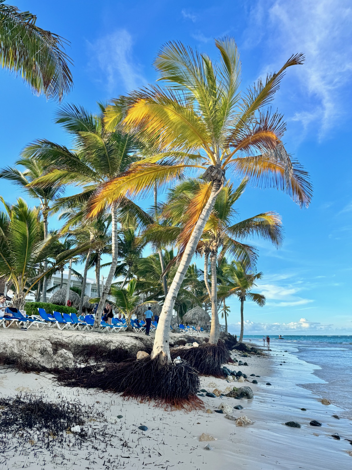 Palmeras de copa amplia contra el cielo azul en Playa Bávaro.