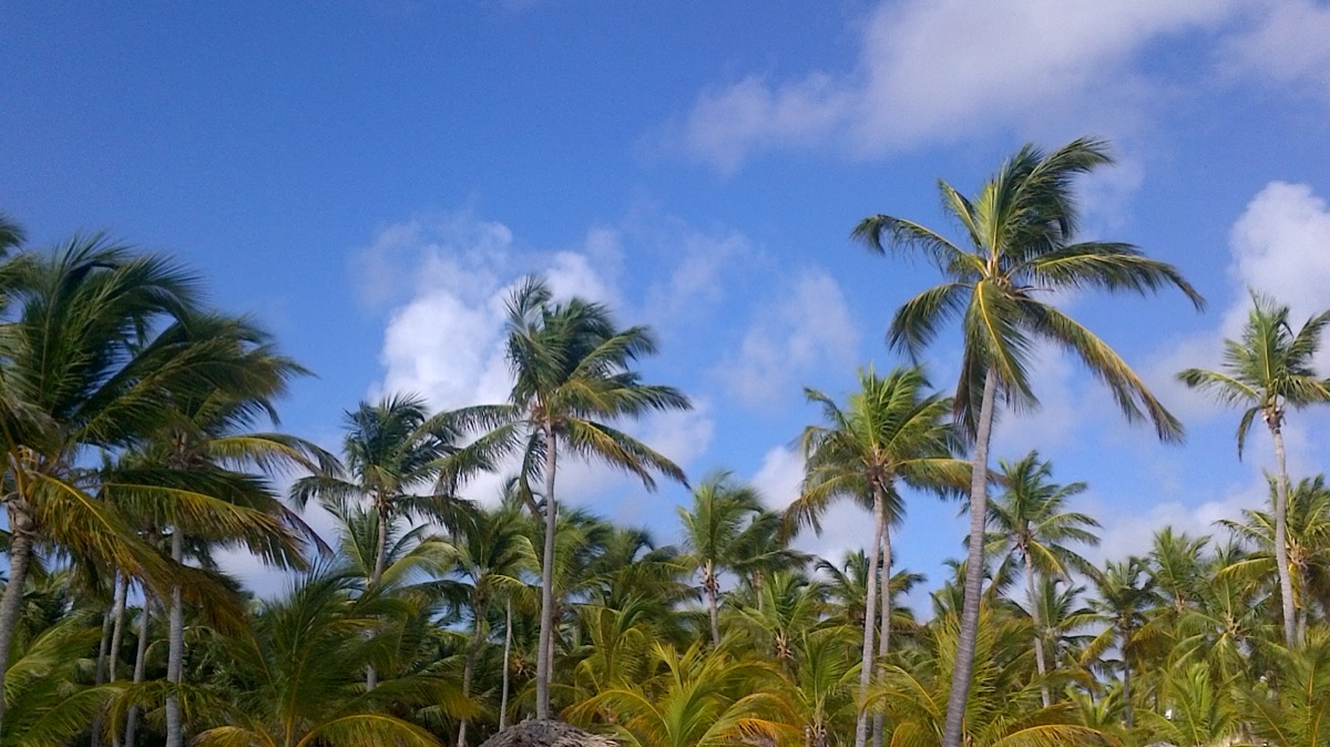 Palmeras altas sobre una playa de arena clara en Punta Cana.